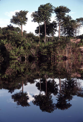 Leptocaul tree of Bertholletia excelsa.