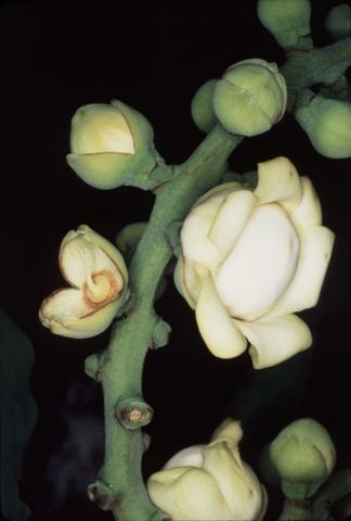 Inflorescencia of a Brazil nut tree (Bertholletia excelsa).