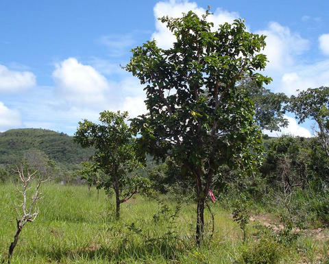 Eschweilera nana is a species of Lecythidaceae with a smaller size.